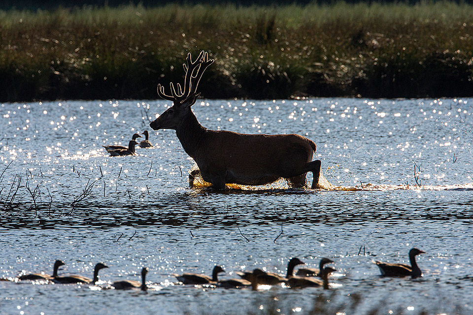 Red deer and Greylag geese